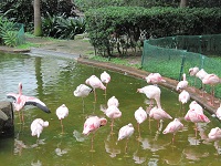 Flamingos in Kowloon Park